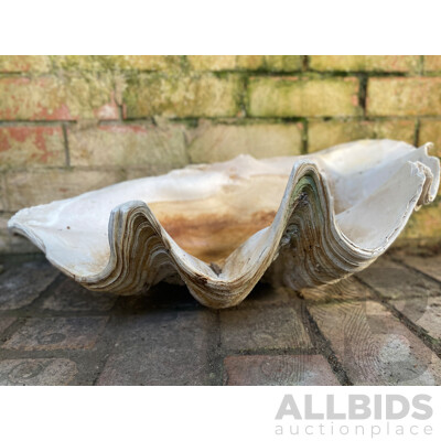 Giant Clamshell