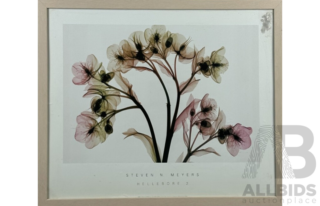 Stephen N. Meyers, (20th Century), Hellebore 2, Quality Colour Print of Original X-Ray Photograph, 61 x 76 cm (frame)