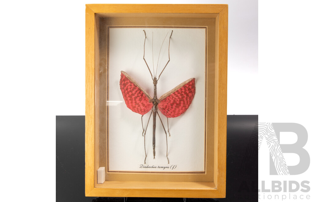 Framed Presentation Stick Insect Diesbachia Tamyris