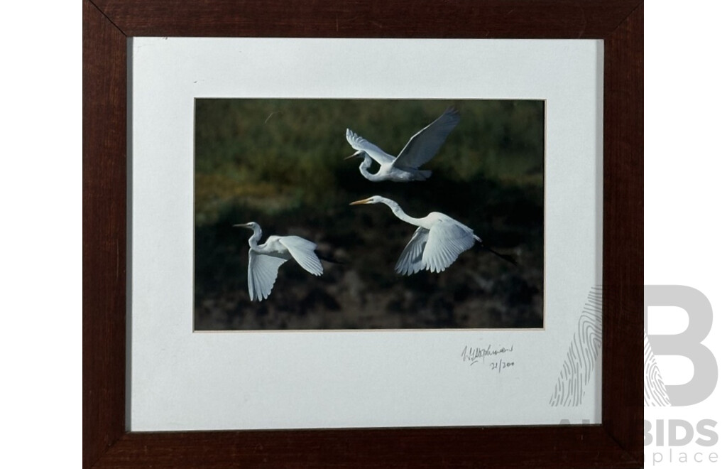 W.G. Stephinson (20th Century), Great Egrets In Flight, Original Colour Photograph, 40 x 48 cm (frame)