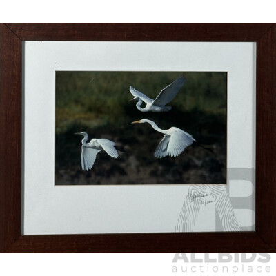 W.G. Stephinson (20th Century), Great Egrets In Flight, Original Colour Photograph, 40 x 48 cm (frame)