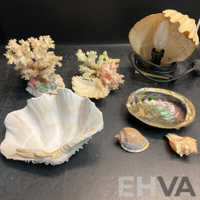 Assorted Seashell & Coral Collections