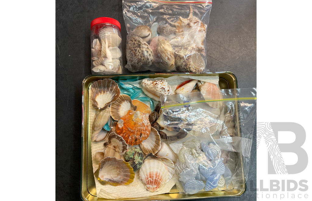 Vintage Suitcase, Picnic Basket, and Collection of Shells