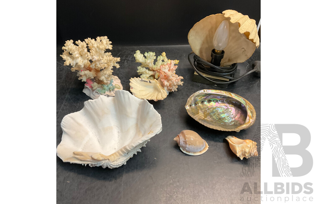 Assorted Seashell & Coral Collections