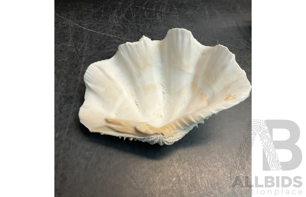 Assorted Seashell & Coral Collections