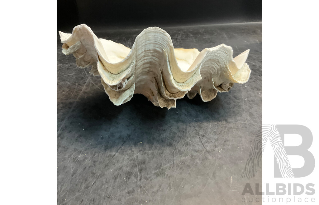 Assorted Seashell & Coral Collections