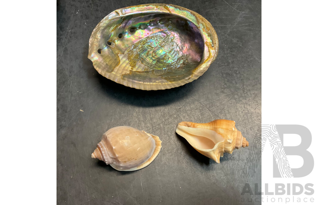 Assorted Seashell & Coral Collections