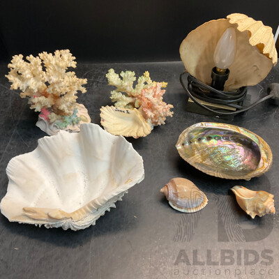 Assorted Seashell & Coral Collections