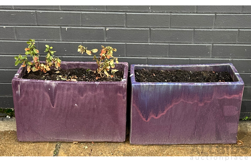Pair of Rectangular Purple Ceramic Pots with Soil and Assorted Plants