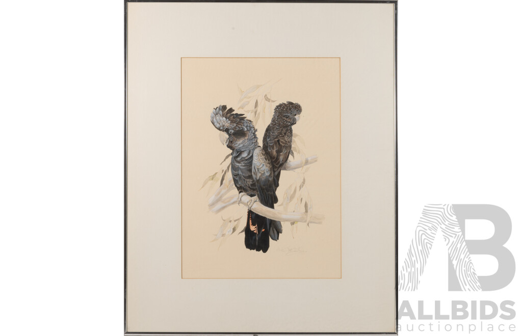 Ken McCarthy, (20th Century, Australian, 1930-2009), Glossy Black Cockatoos on a Gum Tree, Wonderful Original Watercolour, 71 X 58 Cm (frame)