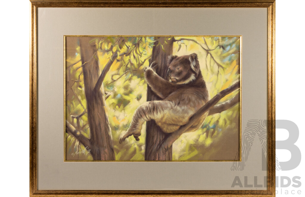 Steve Morvell, (20th Century, Australian, 1953-), Afternoon Snooze - Koala, Wonderful Original Pastel, 73 x 91 cm (frame)