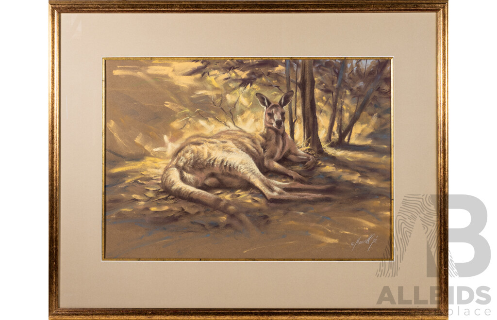Steve Morvell, (20th Century, Australian, 1953-), Summer Morning - Eastern Grey Kangaroo, Wonderful Original Pastel, 71 x 90 cm (frame)