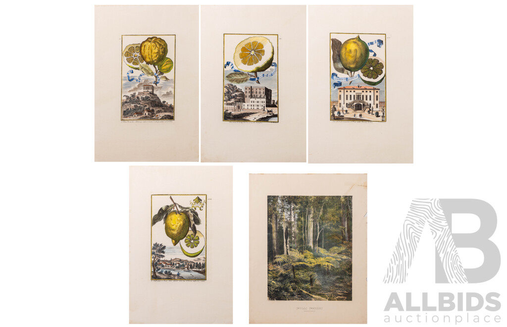 Johan Christoph Volckamer (1644-1720, German), Wonderful Collection of Four Citrus Fruit Studies, Coloured Antique Botanical Prints, [From Nurnbergische Hesperides], 56 x 38 cm (sheets) (5)