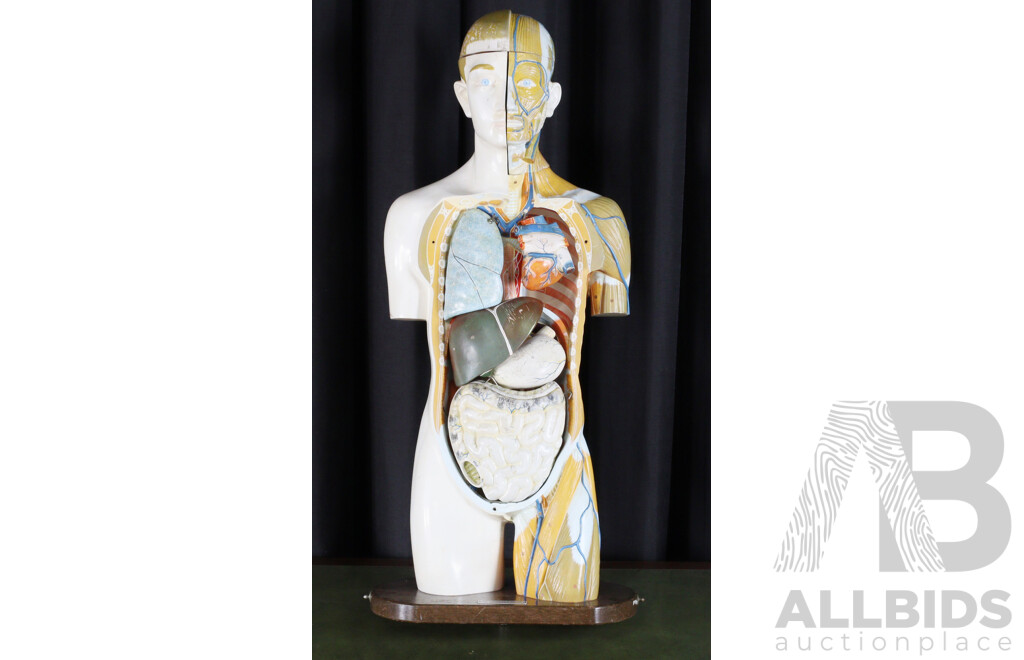 Vintage Anatomical Male Human Model by Kyoto Scientific Specimen Co. LTD, Japan