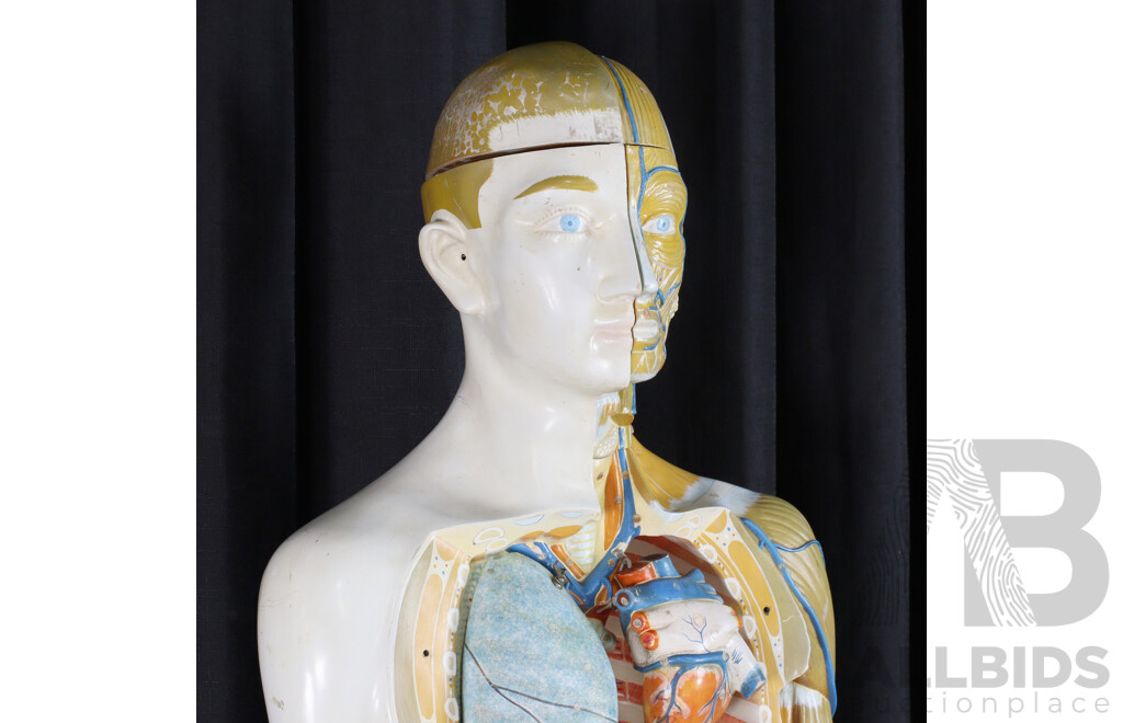 Vintage Anatomical Male Human Model by Kyoto Scientific Specimen Co. LTD, Japan