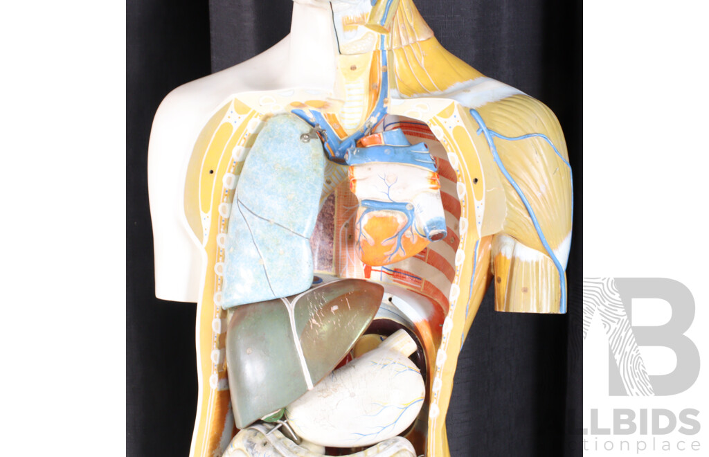 Vintage Anatomical Male Human Model by Kyoto Scientific Specimen Co. LTD, Japan