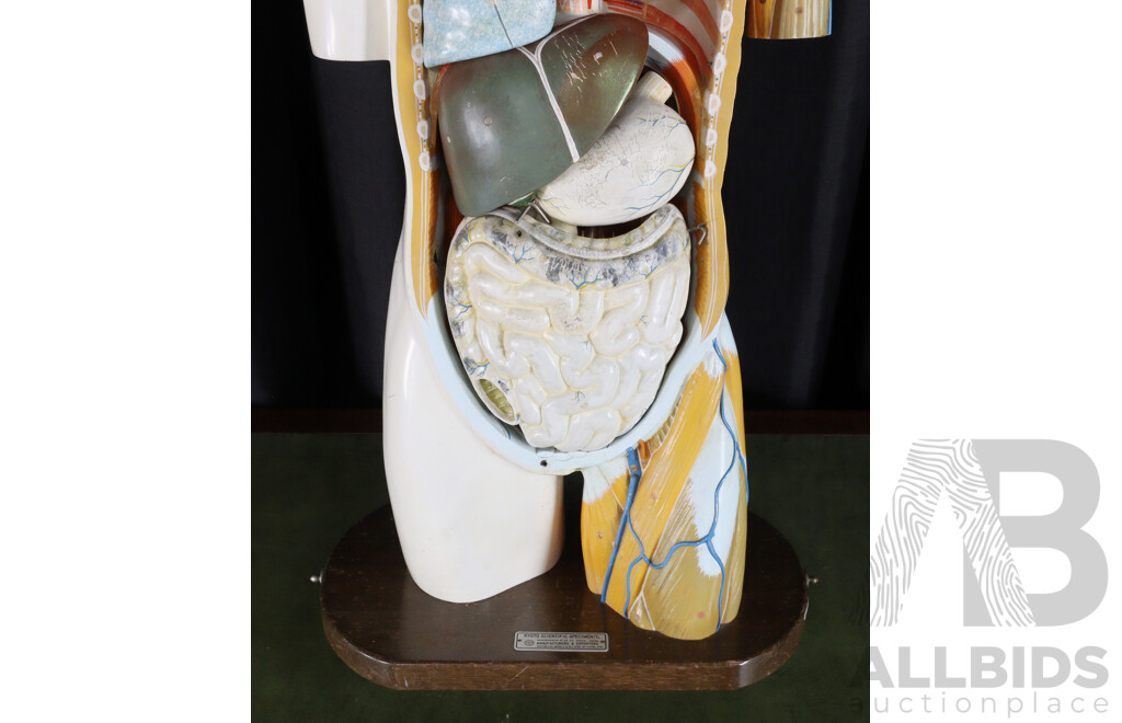Vintage Anatomical Male Human Model by Kyoto Scientific Specimen Co. LTD, Japan
