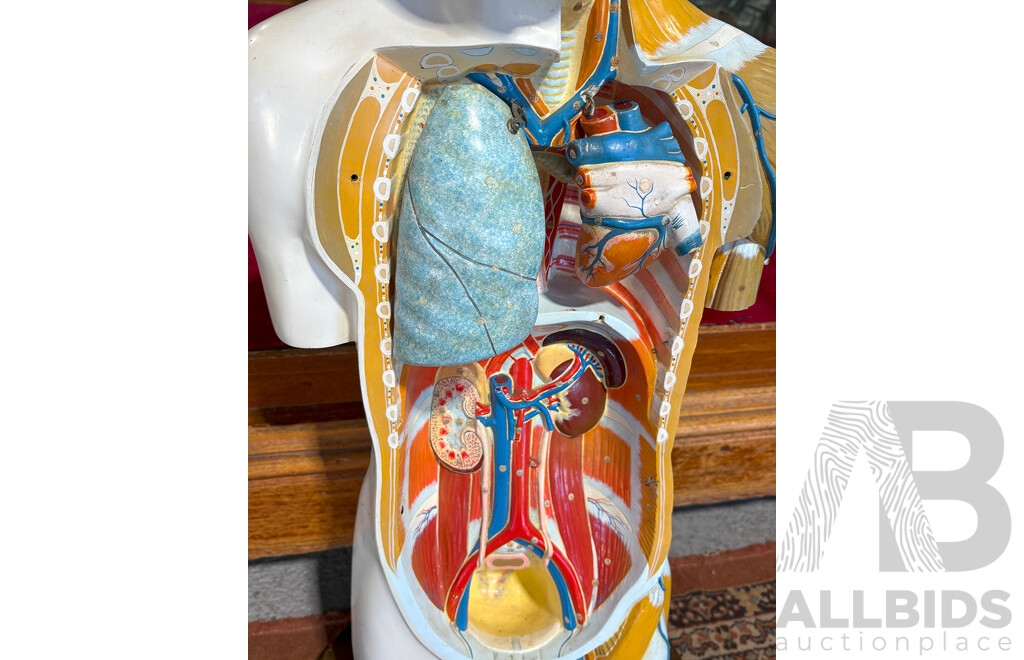 Vintage Anatomical Male Human Model by Kyoto Scientific Specimen Co. LTD, Japan