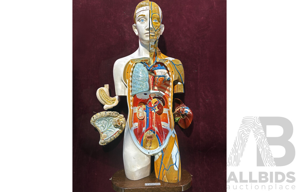 Vintage Anatomical Male Human Model by Kyoto Scientific Specimen Co. LTD, Japan