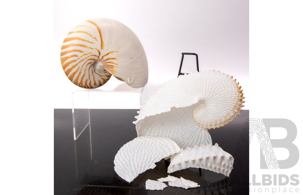 Vintage Tiger Nautilus Along with Vintage Paper Nautilus