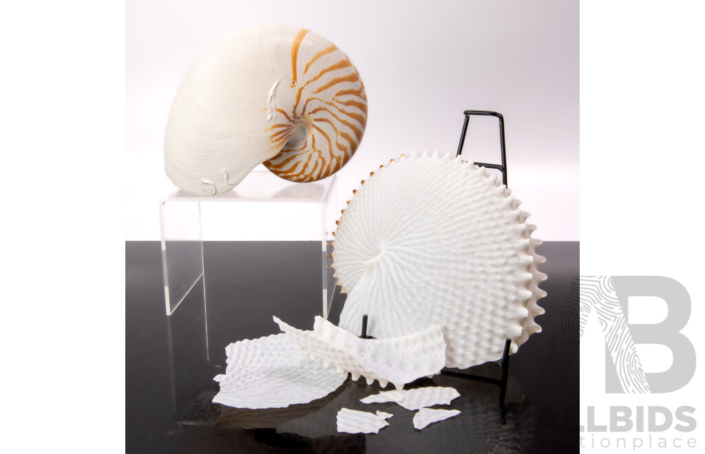 Vintage Tiger Nautilus Along with Vintage Paper Nautilus