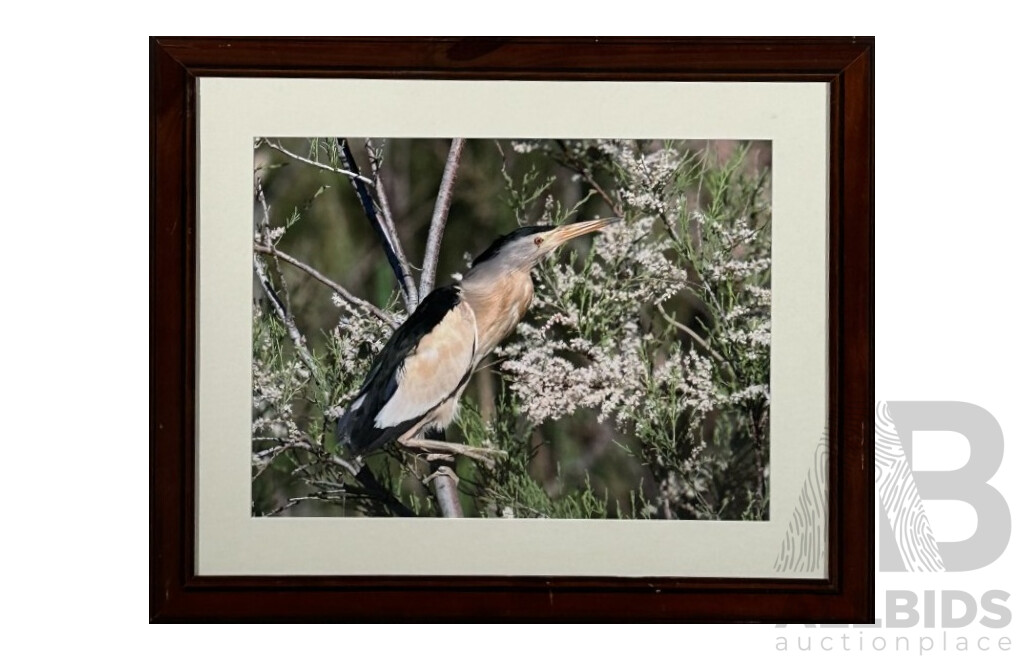 Artist Unknown, (20th Century), Little Bittern, Beautiful Colour Photograph, 47 x 56 cm (frame)