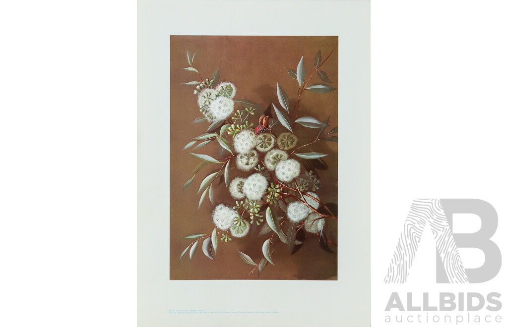 Ellis Rowan (19/20th Centuries, Australian, 1848-1922), Studies of Australian Flora, Nice Collection of Approximately Eighteen Colour Prints After Originals, 46 x 32 cm (largest sheet) (18)