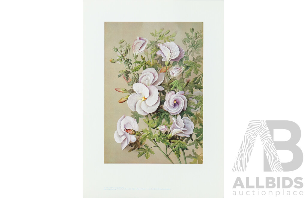Ellis Rowan (19/20th Centuries, Australian, 1848-1922), Studies of Australian Flora, Nice Collection of Approximately Eighteen Colour Prints After Originals, 46 x 32 cm (largest sheet) (18)