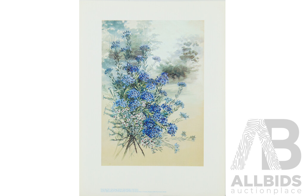Ellis Rowan (19/20th Centuries, Australian, 1848-1922), Studies of Australian Flora, Nice Collection of Approximately Eighteen Colour Prints After Originals, 46 x 32 cm (largest sheet) (18)