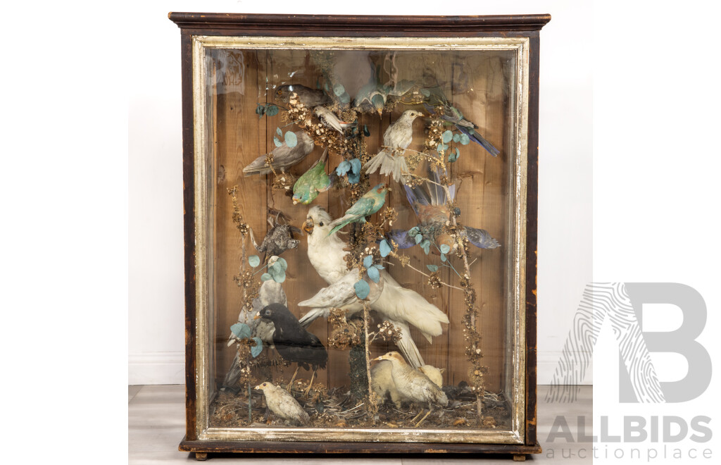 Antique Australian Taxidermy Avian Presentation Comprising 15 Examples Including Spotted Pardilotte, Bower Bird, Cockatoo, Night Jar, Azure Kingfisher, Crimson & Eastern Rosella's and More