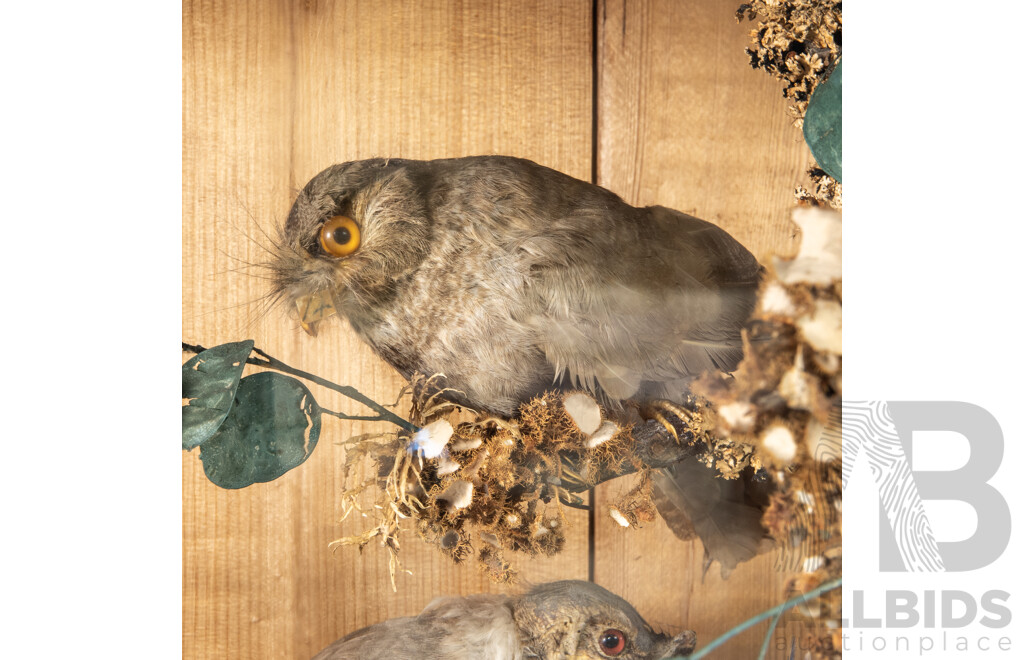 Antique Australian Taxidermy Avian Presentation Comprising 15 Examples Including Spotted Pardilotte, Bower Bird, Cockatoo, Night Jar, Azure Kingfisher, Crimson & Eastern Rosella's and More