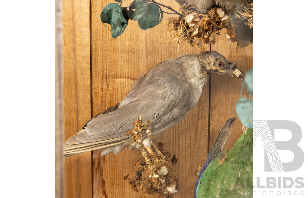 Antique Australian Taxidermy Avian Presentation Comprising 15 Examples Including Spotted Pardilotte, Bower Bird, Cockatoo, Night Jar, Azure Kingfisher, Crimson & Eastern Rosella's and More