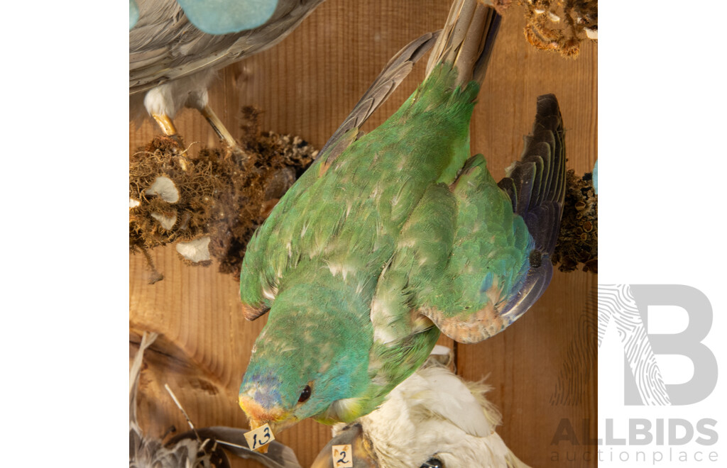 Antique Australian Taxidermy Avian Presentation Comprising 15 Examples Including Spotted Pardilotte, Bower Bird, Cockatoo, Night Jar, Azure Kingfisher, Crimson & Eastern Rosella's and More
