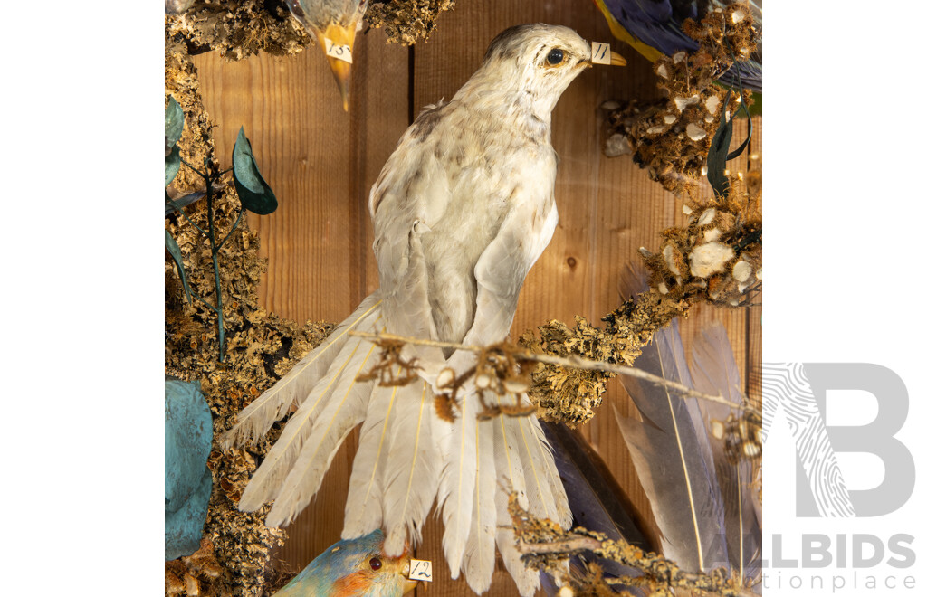 Antique Australian Taxidermy Avian Presentation Comprising 15 Examples Including Spotted Pardilotte, Bower Bird, Cockatoo, Night Jar, Azure Kingfisher, Crimson & Eastern Rosella's and More
