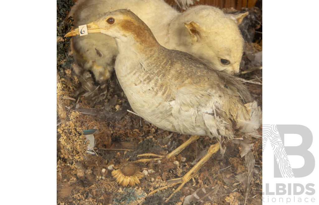 Antique Australian Taxidermy Avian Presentation Comprising 15 Examples Including Spotted Pardilotte, Bower Bird, Cockatoo, Night Jar, Azure Kingfisher, Crimson & Eastern Rosella's and More