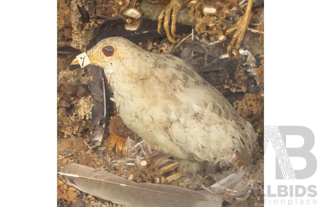 Antique Australian Taxidermy Avian Presentation Comprising 15 Examples Including Spotted Pardilotte, Bower Bird, Cockatoo, Night Jar, Azure Kingfisher, Crimson & Eastern Rosella's and More