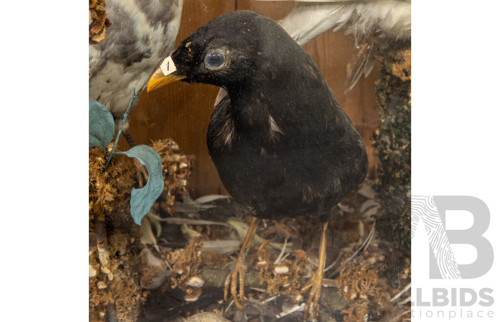 Antique Australian Taxidermy Avian Presentation Comprising 15 Examples Including Spotted Pardilotte, Bower Bird, Cockatoo, Night Jar, Azure Kingfisher, Crimson & Eastern Rosella's and More