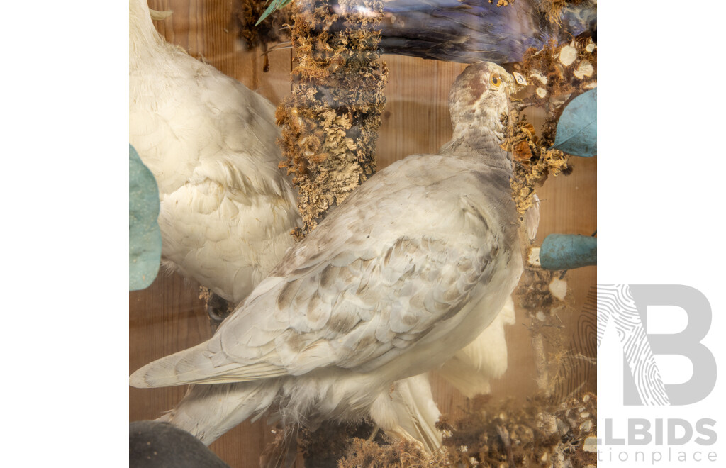 Antique Australian Taxidermy Avian Presentation Comprising 15 Examples Including Spotted Pardilotte, Bower Bird, Cockatoo, Night Jar, Azure Kingfisher, Crimson & Eastern Rosella's and More