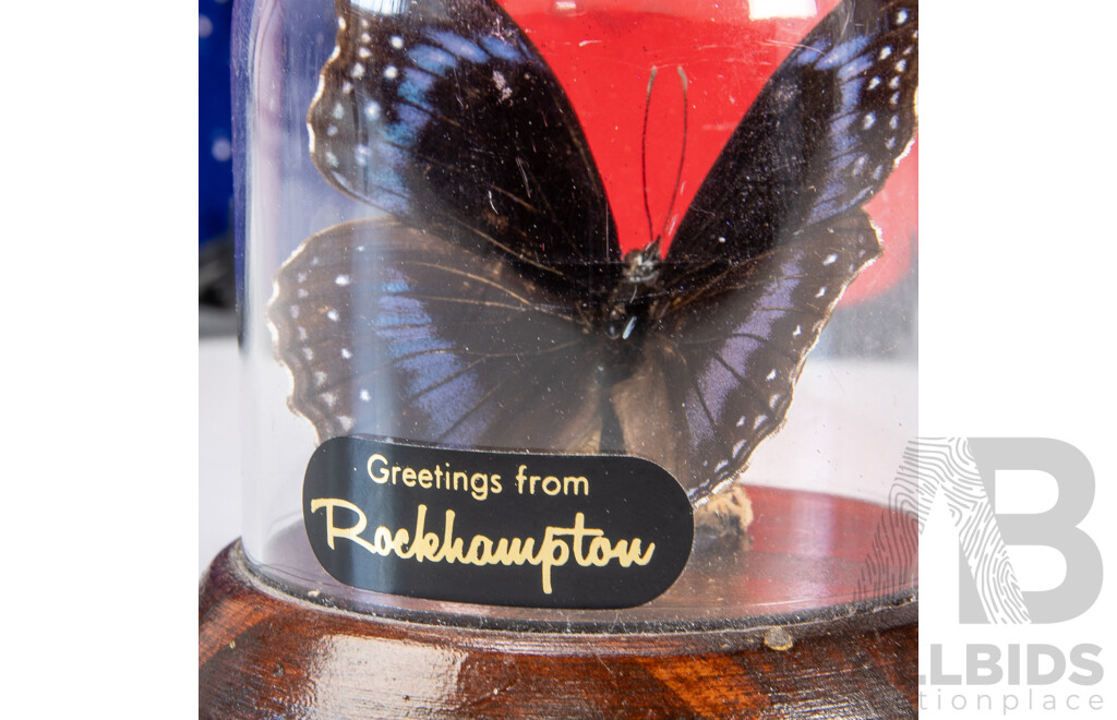 Collection of Four Vintage Mounted Butterflies