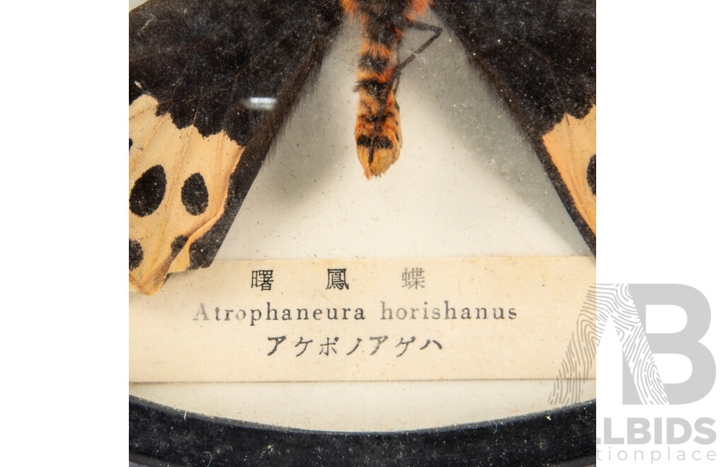 Collection of Four Vintage Mounted Butterflies