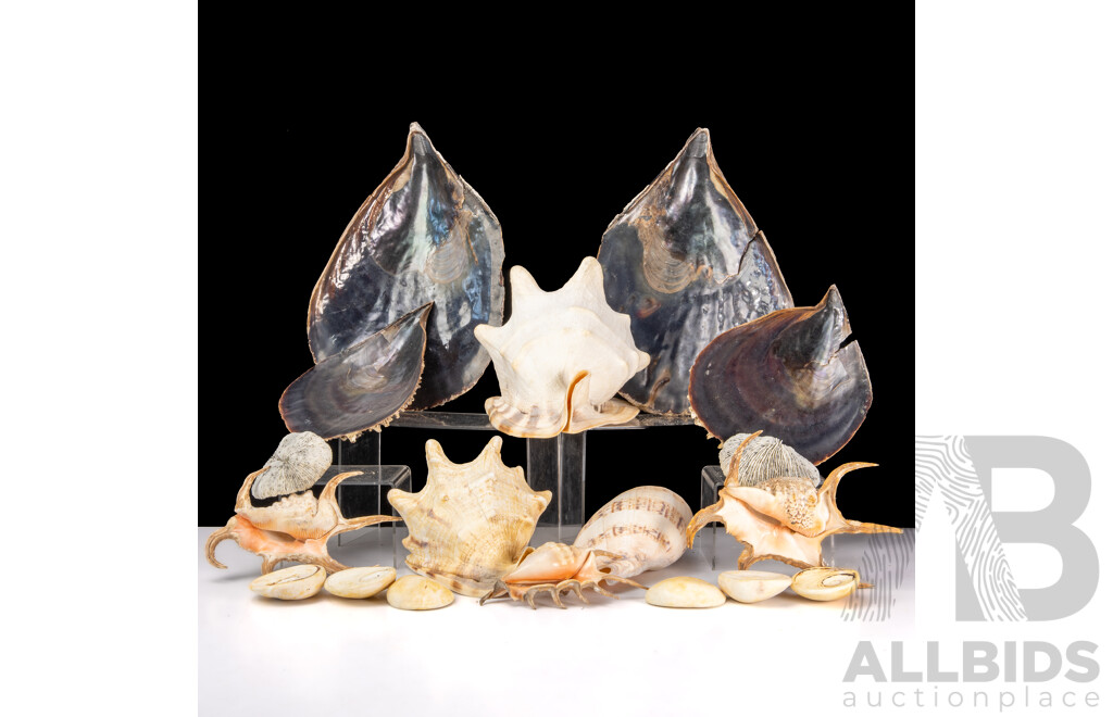 Good Collection Sea Shells Including Two Large Helmet Shells, Lambis Examples and Giant Mussels, Giant Operculums and More