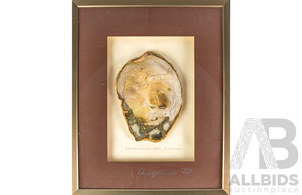 Framed Slice of Polished Petrified Wood, Arizona USA, 60 Million Years Old, with Certificate to Rear
