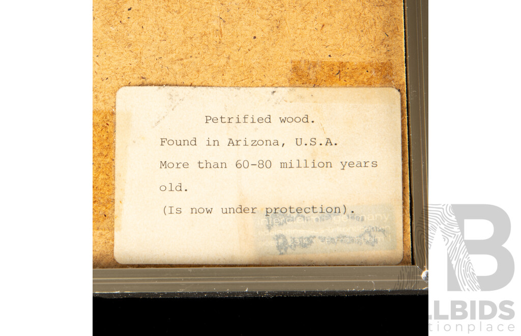 Framed Slice of Polished Petrified Wood, Arizona USA, 60 Million Years Old, with Certificate to Rear