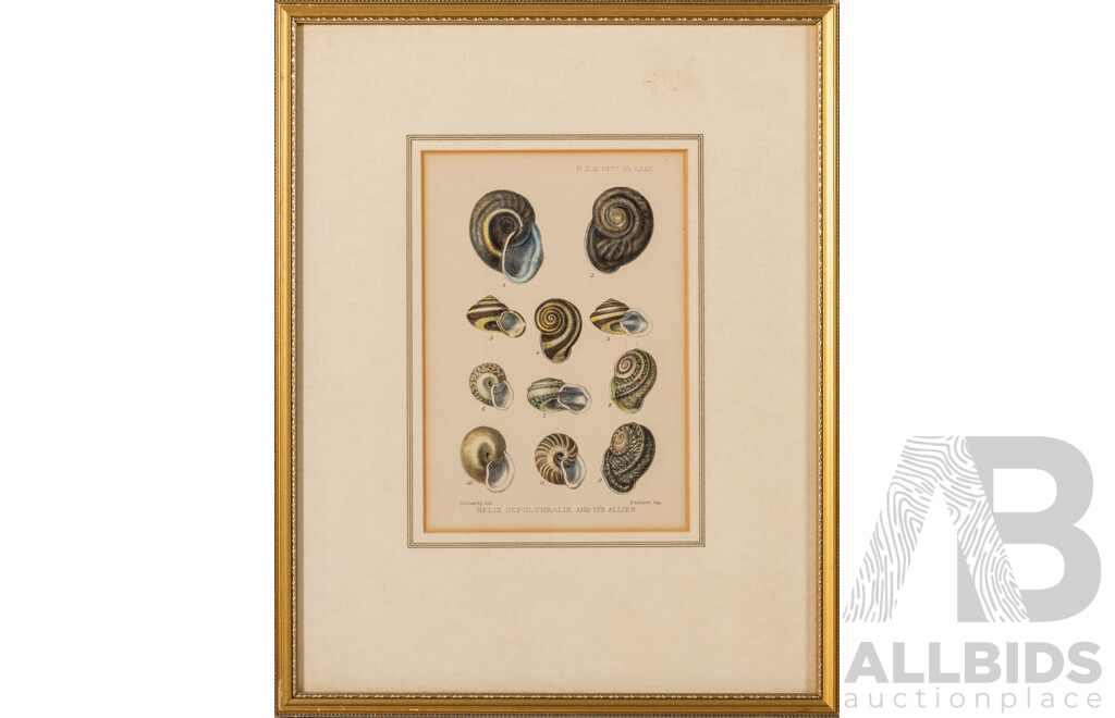 George Sowerby (18/19th Centuries, British, 1788-1854), Helix Sepulchralis and Its Allies, Antique Coloured Steel Engraving Print, 40 x 32 cm (frame)