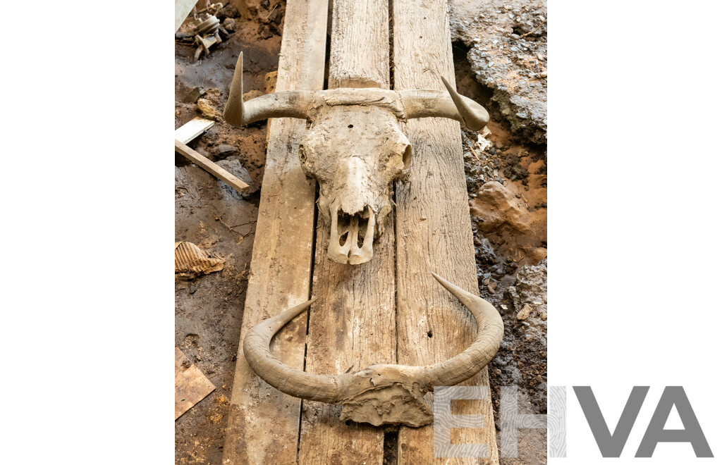 Animal Horns & Skull with Horns