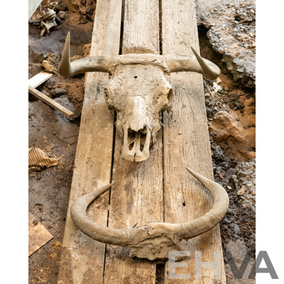 Animal Horns & Skull with Horns
