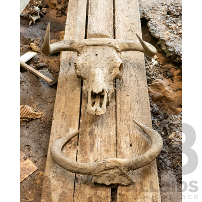 Animal Horns & Skull with Horns