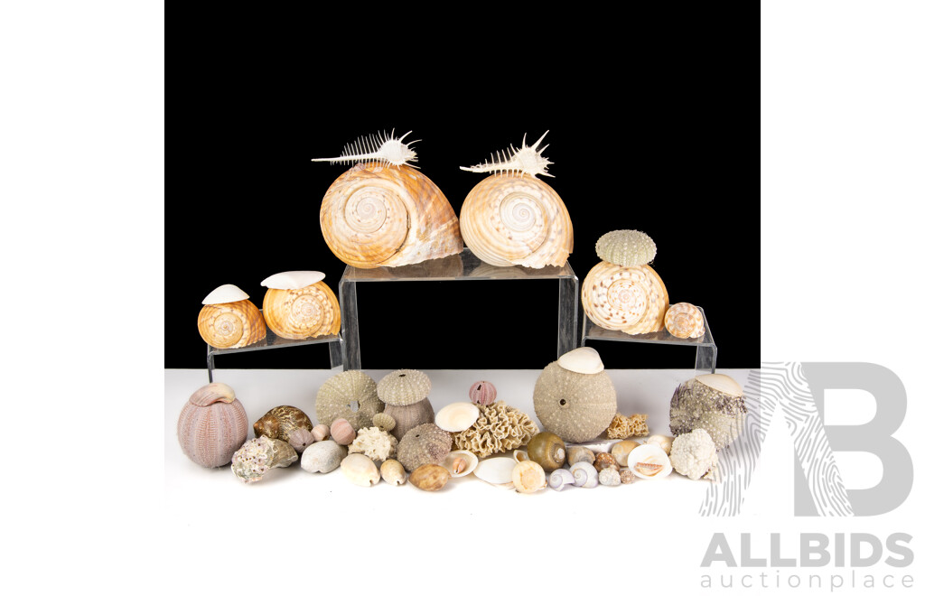 Collection Local Australian Seashells Including Spiny Murex and More