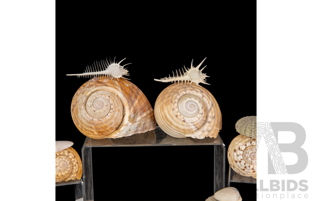 Collection Local Australian Seashells Including Spiny Murex and More