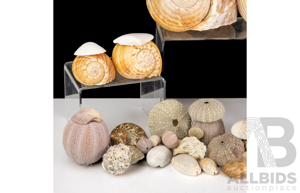 Collection Local Australian Seashells Including Spiny Murex and More
